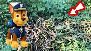 Encontramos la cueva de una de los paw patrol by Familia Terán 40,052 views 5 months ago 1 minute, 25 seconds