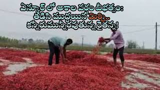 Chillies soaked in untimely rain in Enkur.. A farmer in tears!