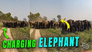 Elephant Herd Charges to Safeguard Calf