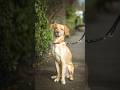 George und ich wünschen schöne Ostertage 🥰📷 #fotografie #streetphotography #hund #unterhaltung