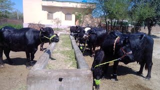 7 خوبصورت اعلی نسل کی بلکل سجری سوئی بھینسیں براے فروخت۔Buffalos For Sale In Gujrat.بہادر خاں ساب لک