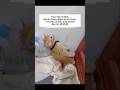 Si Bolu Diam Jadi Patung #shorts #cat #animals #kucing #funny #pets #kitten #lucu