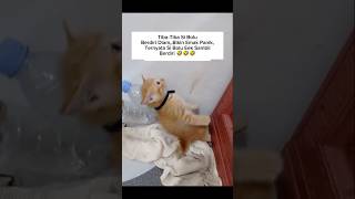 Si Bolu Diam Jadi Patung #shorts #cat #animals #kucing #funny #pets #kitten #lucu