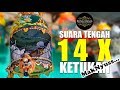 Suara Perkutut Bangkok Maknyus TENGAH BANYAK !! //[Koleksi #22]