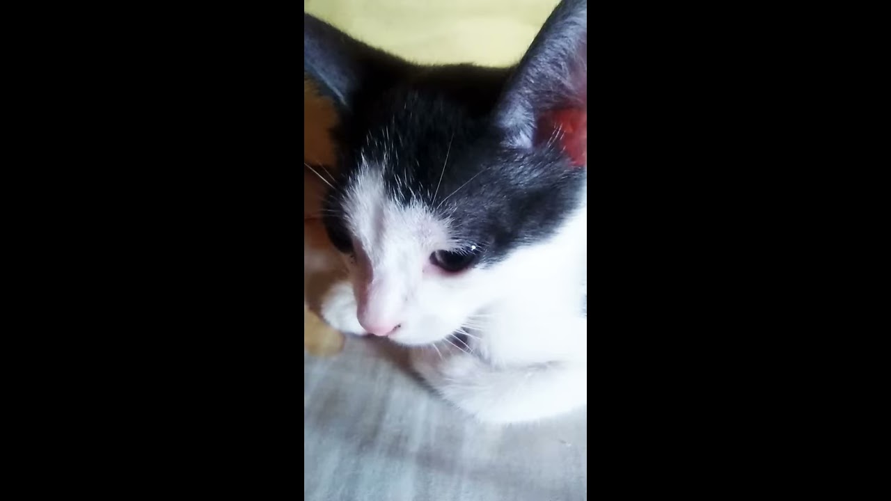 Gato miau - YouTube