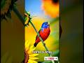 Peaceful Spring Birds in Bloom | Colorful Birds 8K, Soothing Nature Sounds