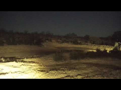 camera iphone 8 plus apk Djuma Private Game Reserve Live Stream