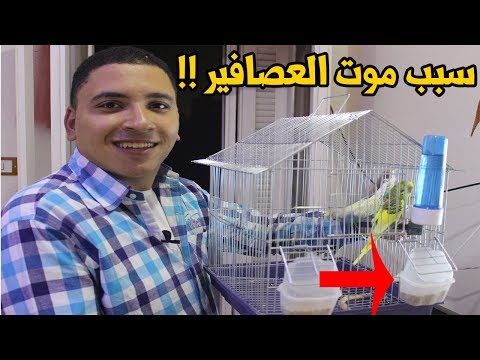 نصائح للمبتدئين اول مرة تشتري عصافير محمود بوكس