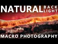 Natural Light Macro Photography using Sony 90mm F2.8 OSS Macro Lens