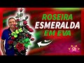 ROSEIRA ESMERALDA (FLOR E BOTÃO) | PASSO A PASSO