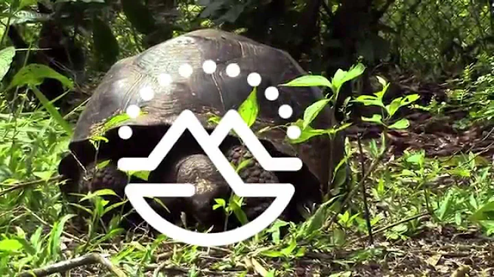 Galapagos Volunteers...In Their Own Words