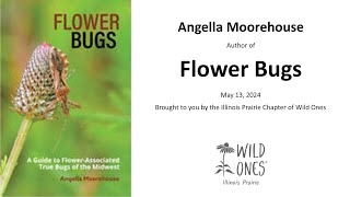 Plant Bugs  Presented by Angella Moorehouse