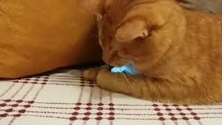 Blind Cat Namık ❤