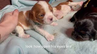 3-week-old Cavalier Puppies Can See, Hear, & Walk! by Red Barn Cavaliers 1,166 views 4 weeks ago 2 minutes, 50 seconds
