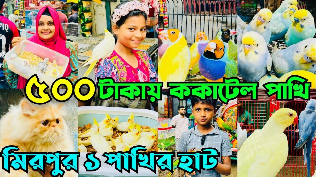 ৫০০ টা’কায় ককাটেল পাখি মিরপুর ১ পাখির হাটে | Mirpur 1 Pakhir Hat | মিরপুর ১ পাখির হাট #viral
