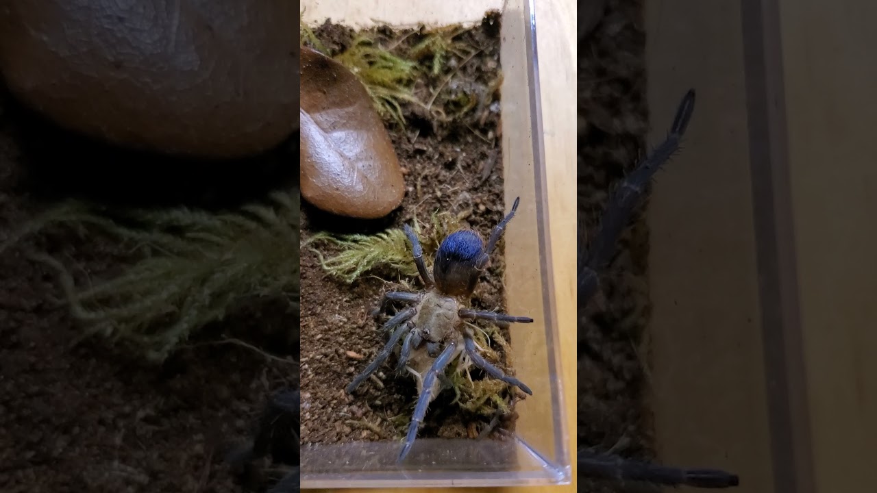 Colombian Bluebottle Tarantula