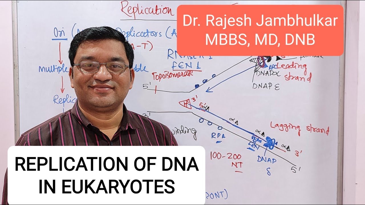 2. Репликация ДНК у эукариот (Новое)