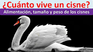 ¿Cuánto viven los cisnes?