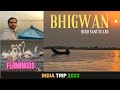 Bhigwan    bird sanctuary  flamingo  californianmarathi  near baramati pune  cinematic