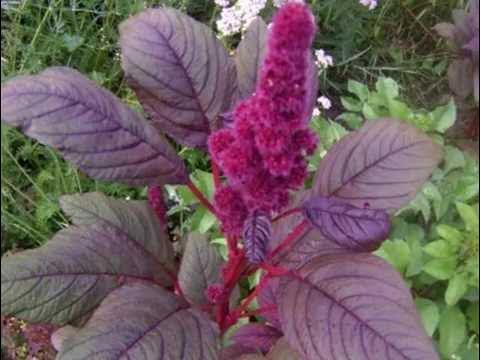 Амарант. - YouTube