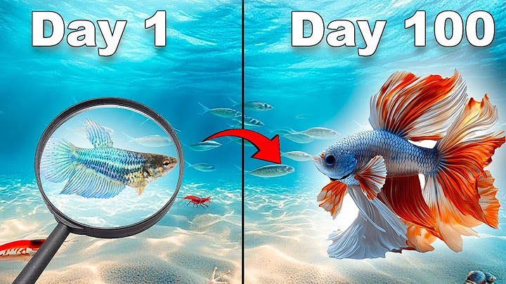 I made a Betta Fish Ecosystem for 100 days