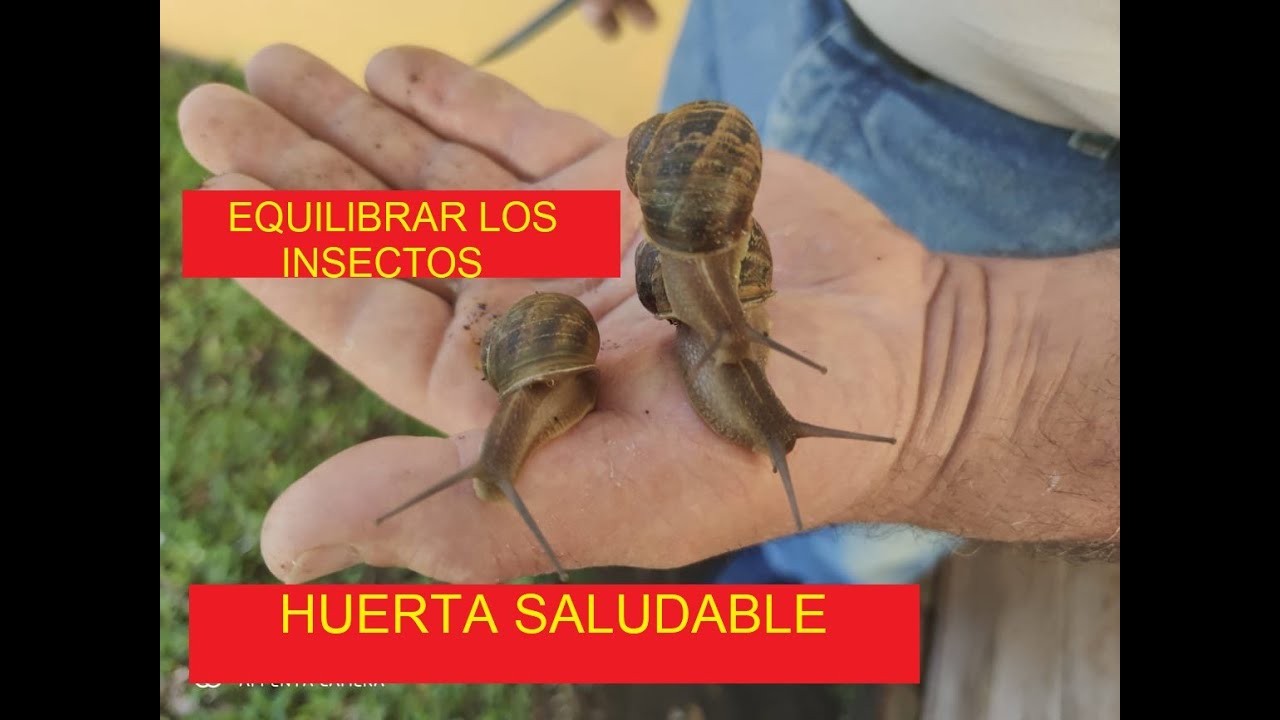 COMO CONTROLAR BABOSAS Y CARACOLES