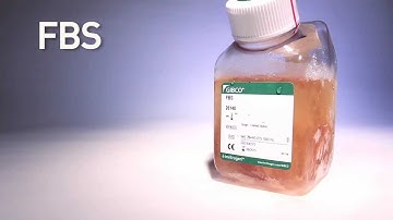 FBS by gibco®