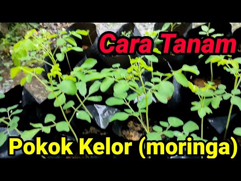 Video: Cara Mencegah Serangan Trichoderma (Kulat Hijau)