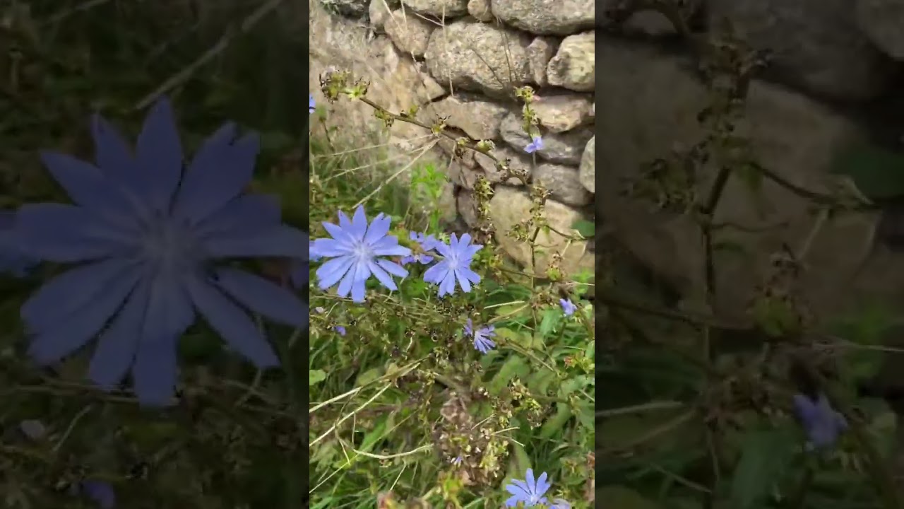 the root of this lovely chicory flower is used to make the caffeine free healthy coffee alternative