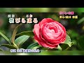 侘助   石川さゆり    字義版