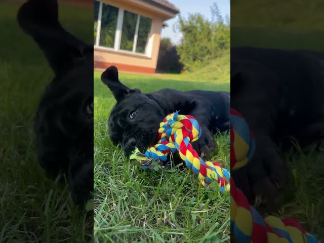 Aristocrat II Korec Corso - První klonovaný pes ve střední Evropě