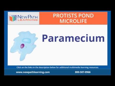 Protists: Pond Microlife - Paramecium