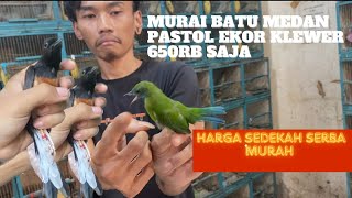 HARGA SEDEKAH MURAI MEDAN PASTOL JANTAN DIJUAL 650RB REAL NO HOAX