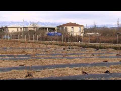 fermeris dgiuri 2-ციტრუსის და მოცვის ნერგები