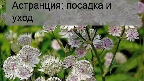 Астранция: посадка и уход