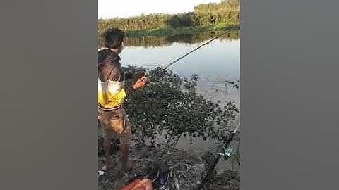 câu cá tra sông vàm cỏ tây