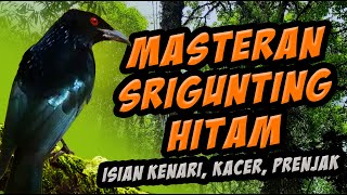 masteran burung srigunting hitam full isian dan suasana  hutan tropis bali. Dicrurus macrocercus