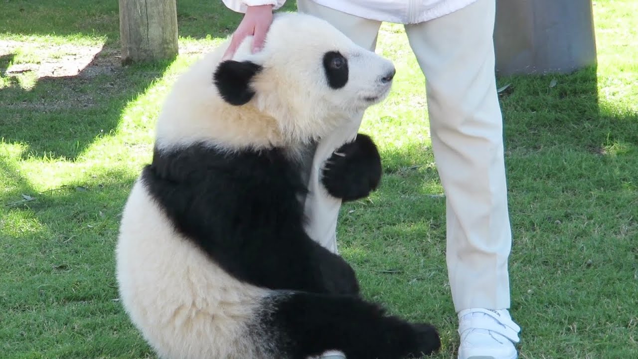 Give me milk, hurry up!