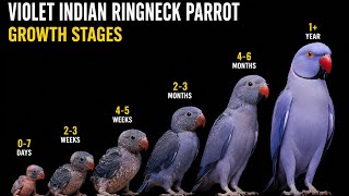 Violet Ringneck Baby Parrot Growth Stages | Full Care And Training Violet Ringneck Baby Parrot Growth Stages | Full Care And Training