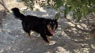 Together for Many Years ❤️ Ammy, Ninja Boy & Their Friends! 🐶 - Takis Shelter