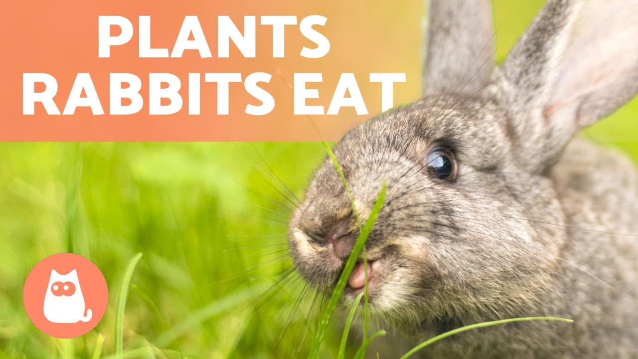 Do Rabbits Eat Eggplant Leaves?