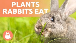 PLANTS RABBITS CAN EAT🐰🌿 (Wild \& Domestic Plant Types)