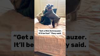 The life of a Mini Schnauzer Owner  #schnauzer