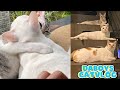 All Rescued from the Street to a Happy Home! SIBLINGS LOVE | DaBoys CatVlog