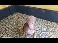 Bath Time For Loki Dog Video Youtube Rain Bath Time For Loki Dog Video Youtube Rain