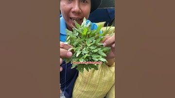 Siêu Thị Cây Cảnh | Phân Biệt Cỏ Gừng Ta & Cỏ Gừng Thái | Anh Hoa - Làng Hoa Trăm Tuổi #shorts