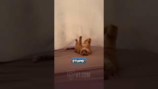 What Is This Cat Even Doing?