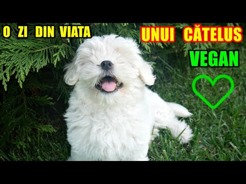 Video: Este Viața Unui Câine Pentru Animalele De Companie Răsfățate Din Singapore