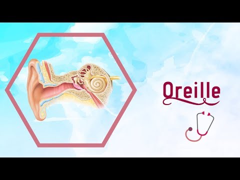 Vidéo: Anatomie De L'oreille, Diagramme Et Images - Cartes Corporelles