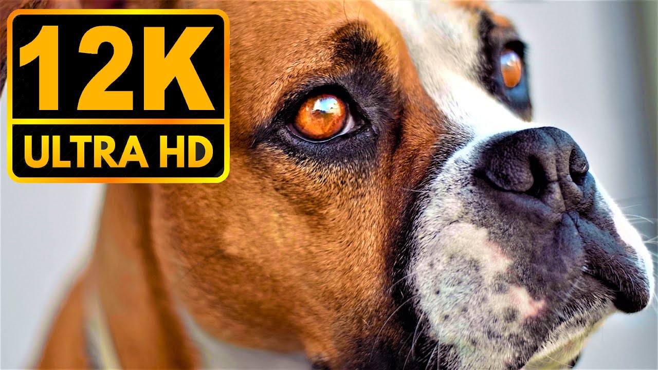 Darkest Shades 12K HDR 60fps {Dolby Vision}